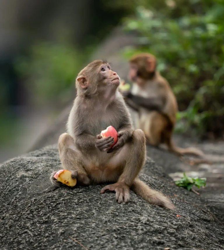 monos-comiendo-fruta